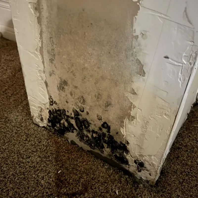 Professional Mold Removal in Valmeyer, IL